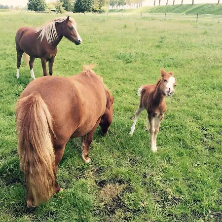 Buitenplaats Langewijk 3*